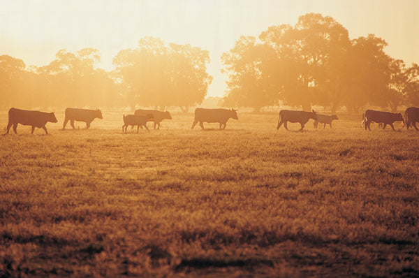 Argentijns Angus vee in een veld met zonsondergang
