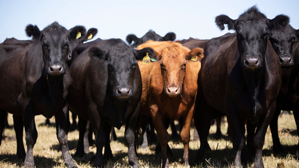 Het verkennen van de verschillen tussen Angus rundvlees uit de VS en Argentinië