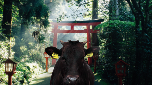 Wagyu koe staand voor Japanse boog